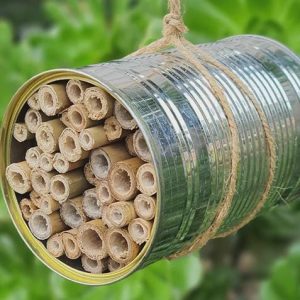 Handmade Insect House (7.5 cm diameter) * Bamboo cane sticks
