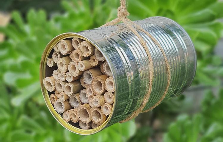 Handmade Insect House (7.5 cm diameter) * Bamboo cane sticks