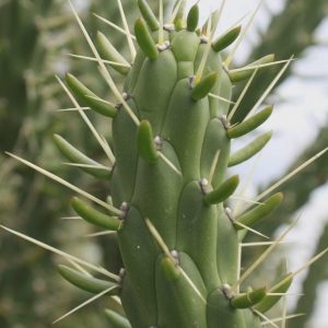 1 cutting - Austrocylindropuntia subulata * cactus