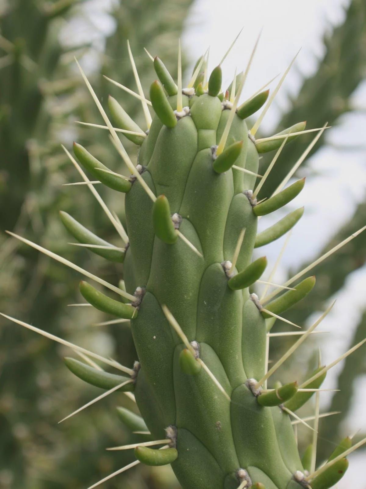 1 cutting - Austrocylindropuntia subulata * cactus