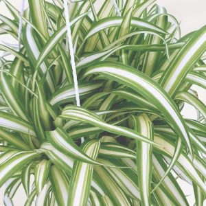 2 small plants- Spider Plant Chlorophytum comosum * variegated inverted