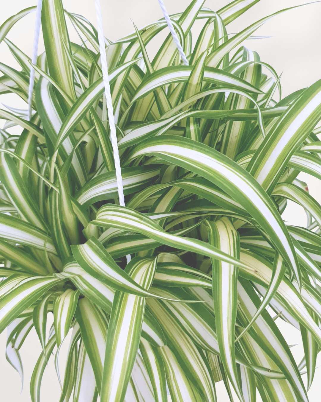 2 small plants- Spider Plant Chlorophytum comosum * variegated inverted