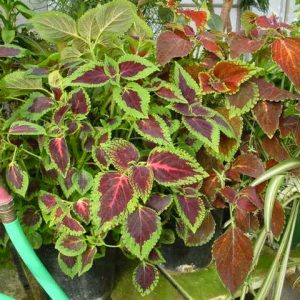 2 cuttings - Solenostemon scutellarioides (Coleus blumei)