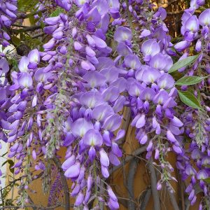 3 cuttings -Wisteria sinensis * purple