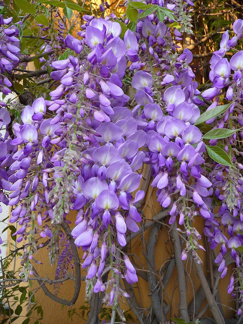 3 cuttings -Wisteria sinensis * purple