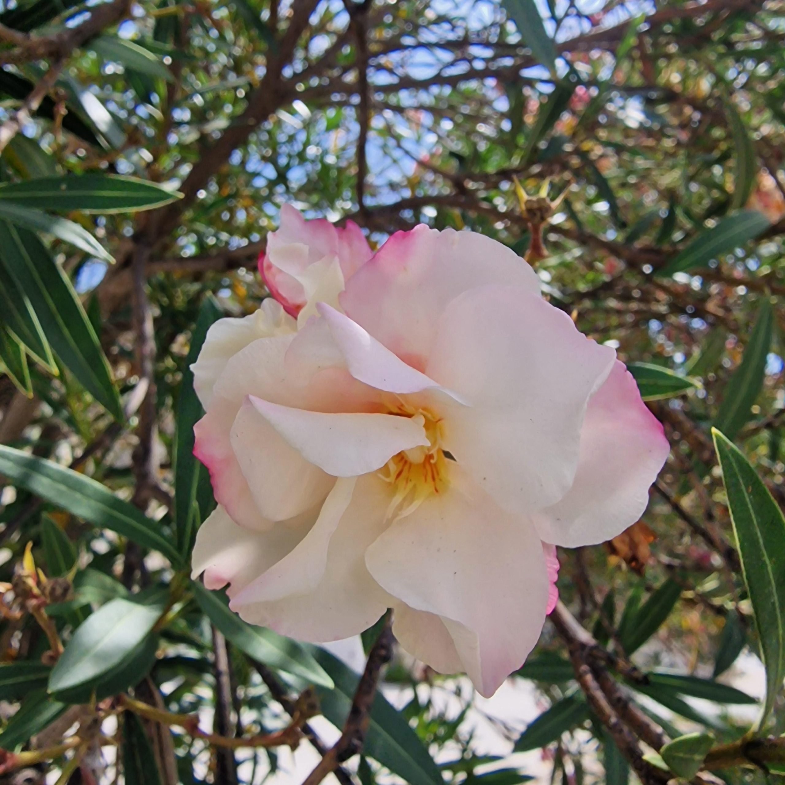 3 cuttings - nerium oleander * white/pink