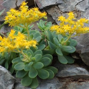 2 head cuttings - sedum palmeri s watson * succulent