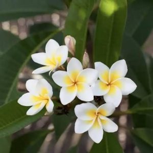 1 cutting - Plumeria (Frangipani) *white