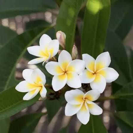 1 cutting - Plumeria (Frangipani) *white