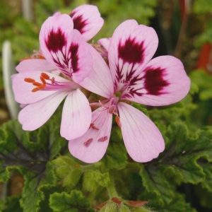3 cuttings - Pelargonium citrodorum (Geranium mosquito) *mosquito repelent, pink