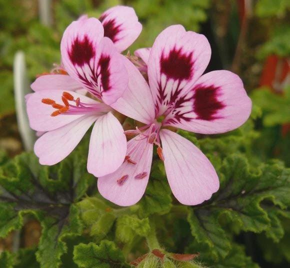 3 cuttings - Pelargonium citrodorum (Geranium mosquito) *mosquito repelent, pink