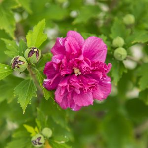 3 cuttings - Hibiscus French cabaret red *pink double