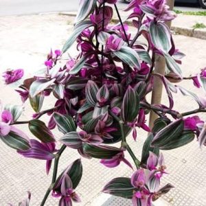 2 cuttings - Tradescantia nanouk - Wandering jew *pink
