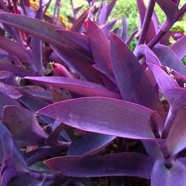 3 cuttings - Tradescantia Pallida (Purple Heart)- Wandering jew *purple