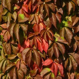 3 cuttings - canadian vine (Parthenocissus quinquefolia)