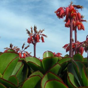 1 cutting - Cotyledon orbiculata var. oblonga 'Macrantha'
