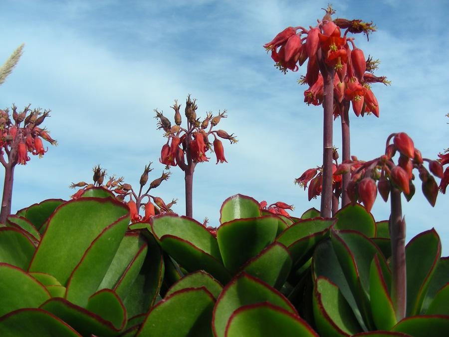 1 cutting - Cotyledon orbiculata var. oblonga 'Macrantha'