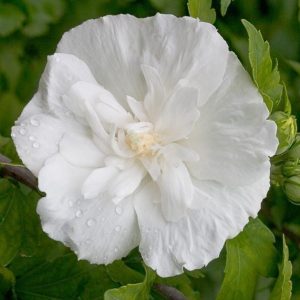 hibiscus 3 cuttings * white double