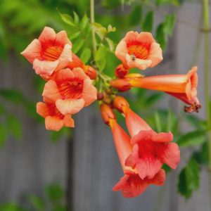 3 cuttings - Campsis radicans (Orange trumpet vine)  *orange