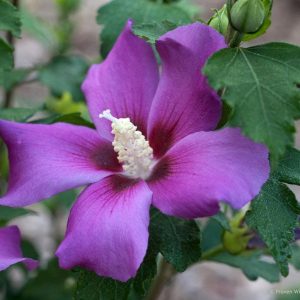 hibiscus 3 cuttings *purple