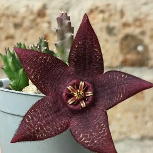 1 plant - Stapelia montana *Cactus starfish, red