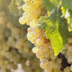 3 cuttings - Vitis vinifera (Common grape vine) white * edible