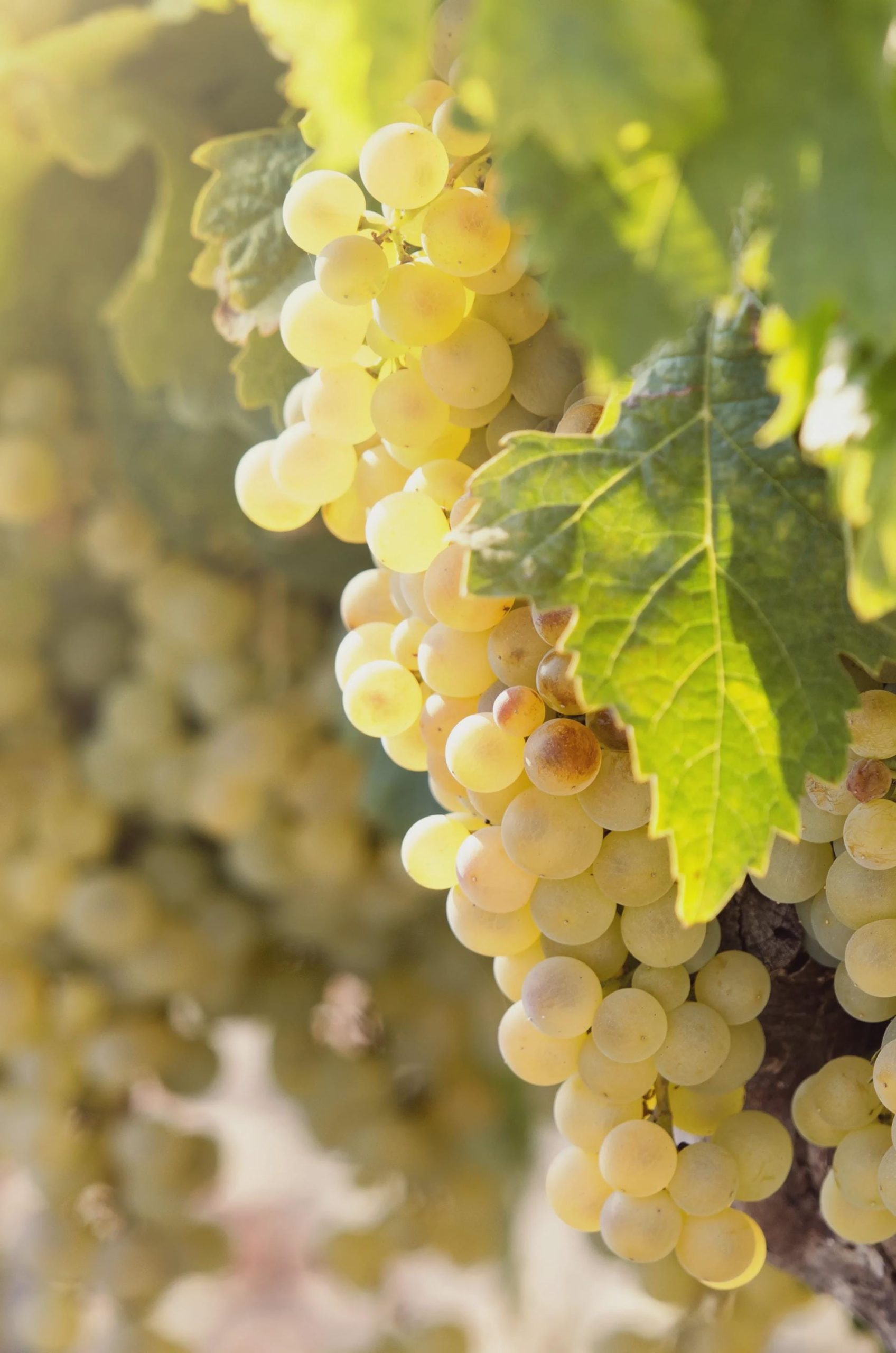 3 cuttings - Vitis vinifera (Common grape vine) white * edible