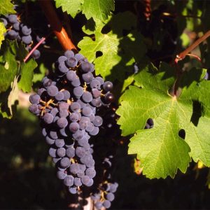3 cuttings - Vitis vinifera (Common grape vine) black * edible