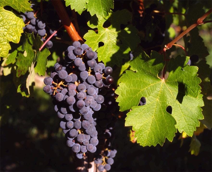 3 cuttings - Vitis vinifera (Common grape vine) black * edible