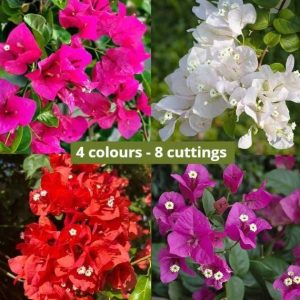 8 cuttings - Bougainvillea - 2 red, 2 pink, 2 purple & 2 white (4 colours set)