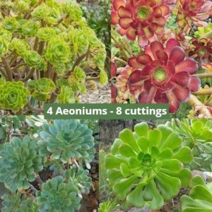 8 cuttings - Aeonium -  2 Arboreum, 2 Atropurpureum, 2 Haworthii & 2 Canariense *Succulent