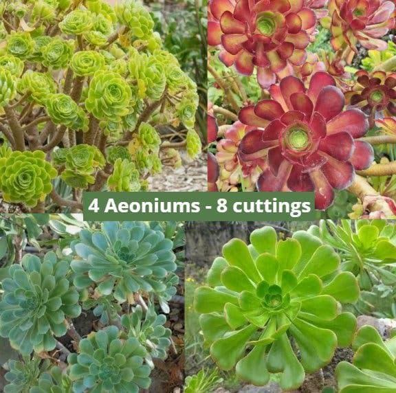 8 cuttings - Aeonium - 2 Arboreum, 2 Atropurpureum, 2 Haworthii & 2 Canariense *Succulent