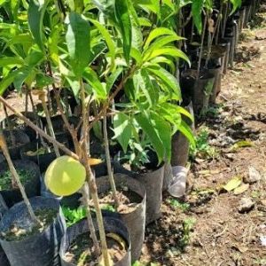 1 plant/tree (approx 1m) - Prunus persica (ice, white peach) * rare