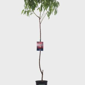 1 plant/tree (approx 1m) - Prunus persica (peach noce)