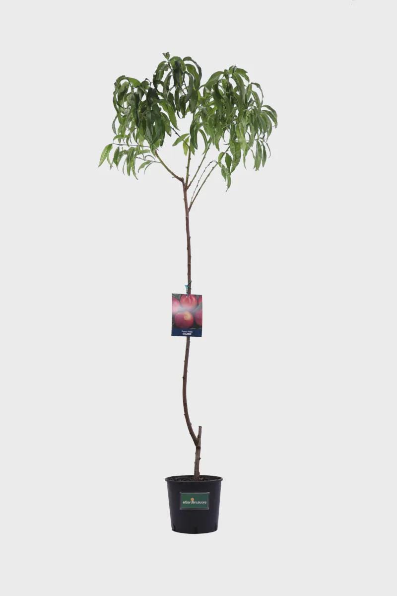 1 plant/tree (approx 1m) - Prunus persica (peach noce)