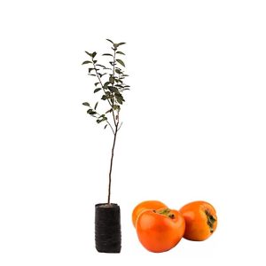1 plant /tree (approx 1m) - Diospyros kaki “vaniglia” (caco vaniglia)