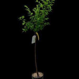 1 plant /tree (approx 1m) - Prunus  (black amber plum)