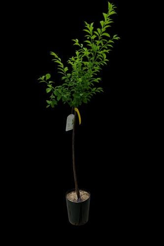 1 plant /tree (approx 1m) - Prunus (black amber plum)