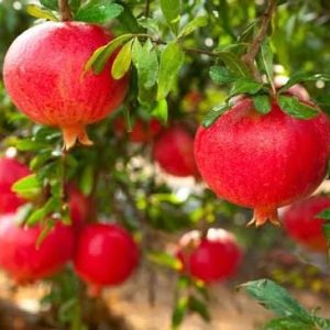 1 plant /tree (approx 1m) - Pomegranate (mollar)