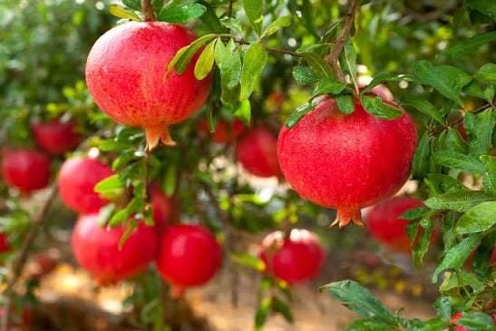 1 plant /tree (approx 1m) - Pomegranate (mollar)