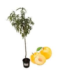 1 plant /tree (approx 1m) - Prunus ( goccia d oro plum)