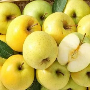 1 plant /tree (approx 1m) - Spondias dulcis (golden apple)