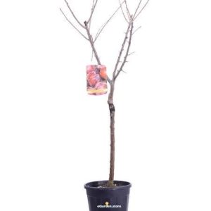1 plant /tree (approx 1m) - Prunus  ( santa rosa plum)