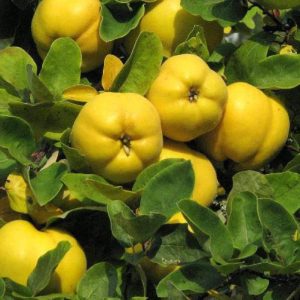 1 plant /tree (approx 1m) - Spondias dulcis (cotogno apple)