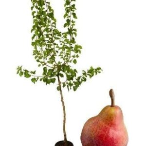 1 plant /tree (approx 1m) - Pero decano (Pyrus communis) *pear