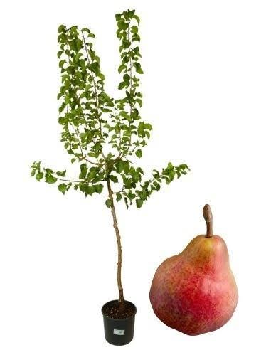 1 plant /tree (approx 1m) - Pero decano (Pyrus communis) *pear