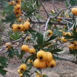 1 plant /tree (approx 1m) - Crataegus azarolus (azzeruolo yellow)