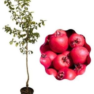 1 plant /tree (approx 1m) - Crataegus azarolus (azzeruolo red)