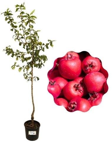 1 plant /tree (approx 1m) - Crataegus azarolus (azzeruolo red)