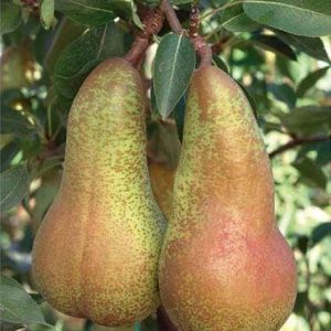 1 plant /tree (approx 1m) - Pero abata (Pyrus communis) * pear